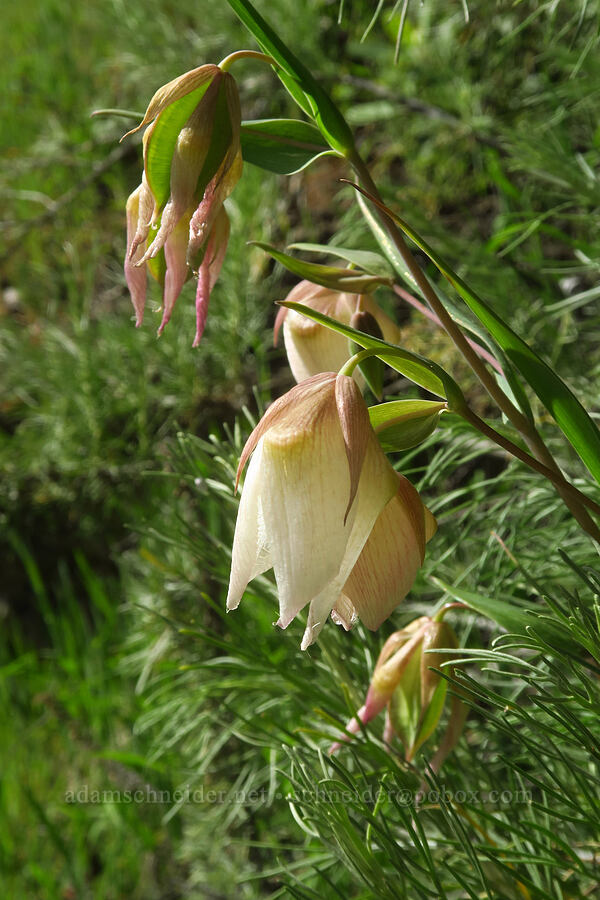 white globe lilies (fairy lanterns) (Calochortus albus) [East Dunne Avenue, Morgan Hill, Santa Clara County, California]