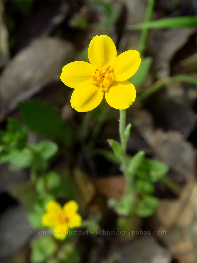 woodland monolopia (Monolopia gracilens) [East Dunne Avenue, Morgan Hill, Santa Clara County, California]