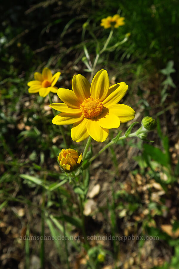 woodland monolopia (Monolopia gracilens) [East Dunne Avenue, Morgan Hill, Santa Clara County, California]