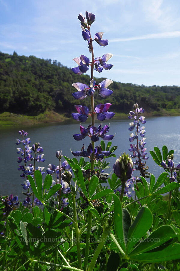 arroyo lupine (Lupinus succulentus) [East Dunne Avenue, Morgan Hill, Santa Clara County, California]