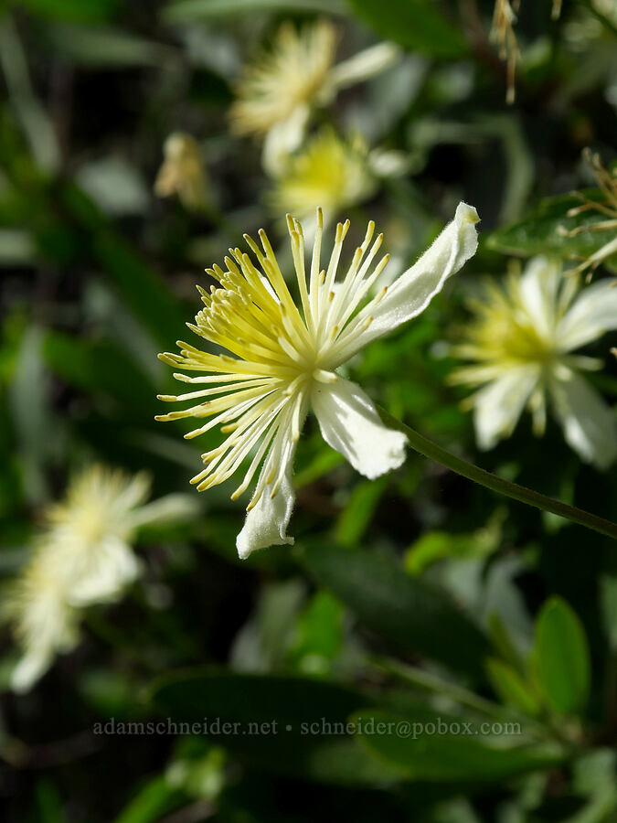 pipe-stem clematis (Clematis lasiantha) [East Dunne Avenue, Morgan Hill, Santa Clara County, California]