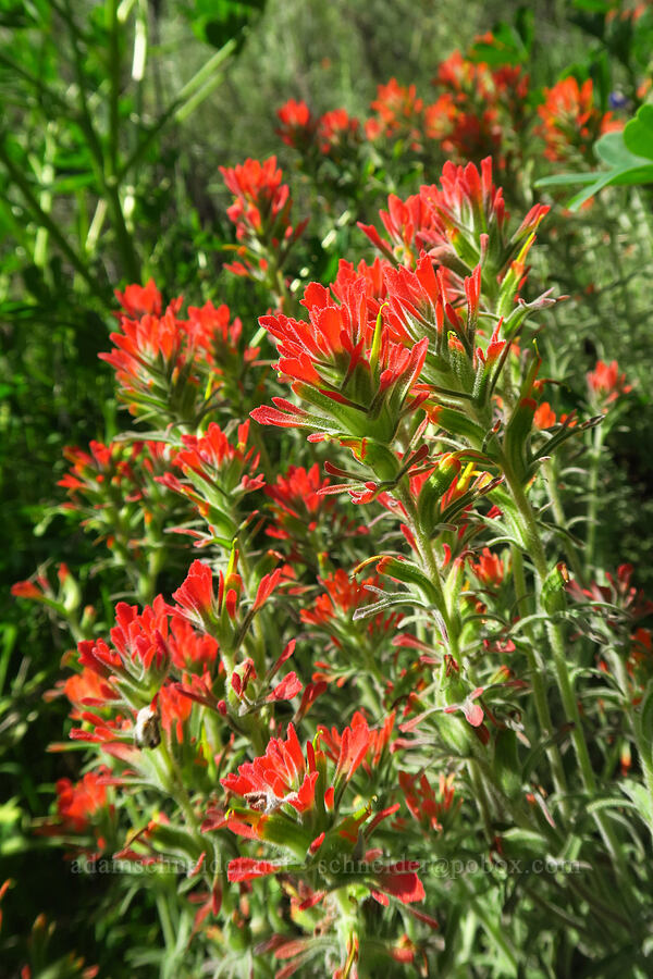 woolly paintbrush (Castilleja foliolosa) [East Dunne Avenue, Morgan Hill, Santa Clara County, California]