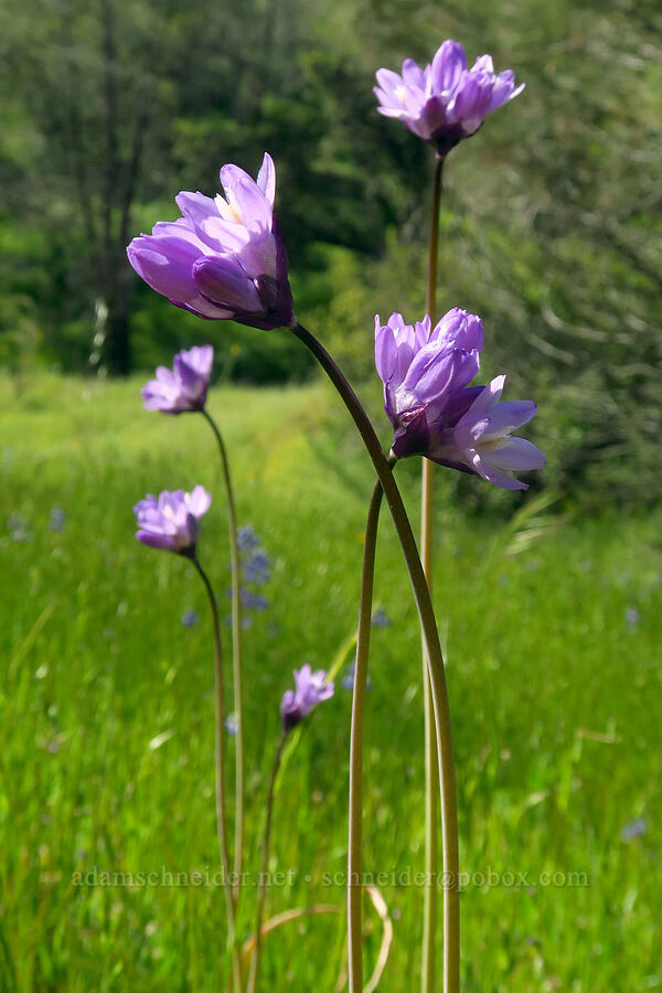 blue dicks (Dipterostemon capitatus (Dichelostemma capitatum)) [Hunting Hollow, Henry W. Coe State Park, Santa Clara County, California]