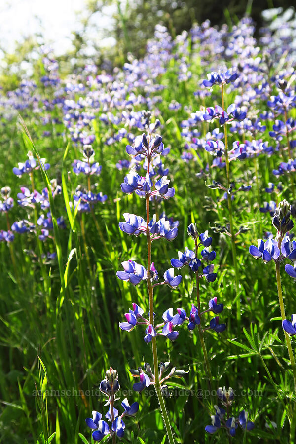 sky lupines (Lupinus nanus) [Steer Ridge Trail, Henry W. Coe State Park, Santa Clara County, California]