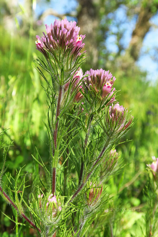 purple owl's-clover (Castilleja exserta var. exserta (Orthocarpus exsertus)) [Steer Ridge Trail, Henry W. Coe State Park, Santa Clara County, California]