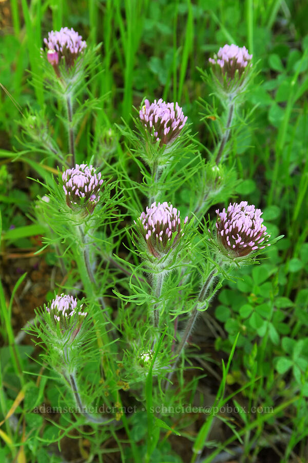 purple owl's-clover (Castilleja exserta var. exserta (Orthocarpus exsertus)) [Steer Ridge Trail, Henry W. Coe State Park, Santa Clara County, California]