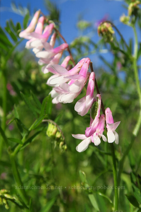 pink hairy vetch (Vicia villosa) [Steer Ridge Trail, Henry W. Coe State Park, Santa Clara County, California]