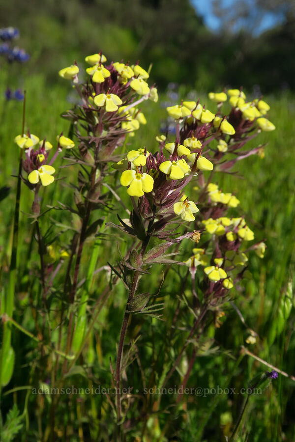 butter-and-eggs (Triphysaria eriantha (Orthocarpus erianthus)) [Hunting Hollow Road, Henry W. Coe State Park, Santa Clara County, California]
