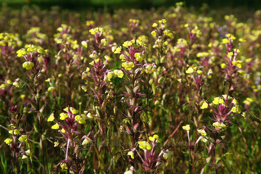 butter-and-eggs (Triphysaria eriantha (Orthocarpus erianthus)) [Hunting Hollow Road, Henry W. Coe State Park, Santa Clara County, California]