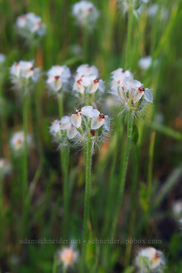 dot-seed plantain (Plantago erecta) [Hunting Hollow Road, Henry W. Coe State Park, Santa Clara County, California]