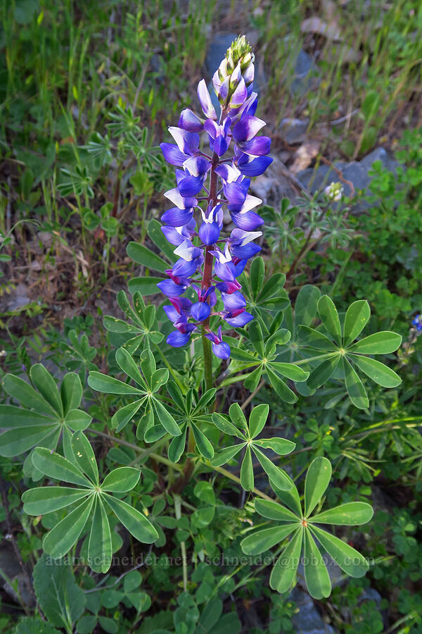 arroyo lupine (Lupinus succulentus) [Hunting Hollow Road, Henry W. Coe State Park, Santa Clara County, California]