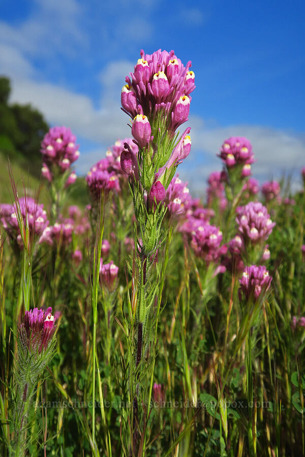 purple owl's-clover (Castilleja exserta var. exserta (Orthocarpus exsertus)) [California SR-25, San Benito County, California]