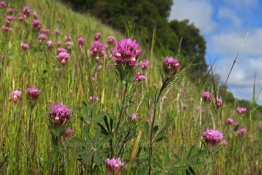 purple owl's-clover (Castilleja exserta var. exserta (Orthocarpus exsertus)) [California SR-25, San Benito County, California]