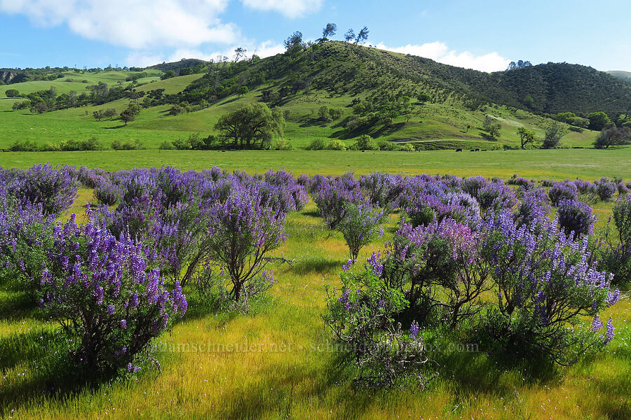 silver bush lupines (Lupinus albifrons) [California SR-25, San Benito County, California]