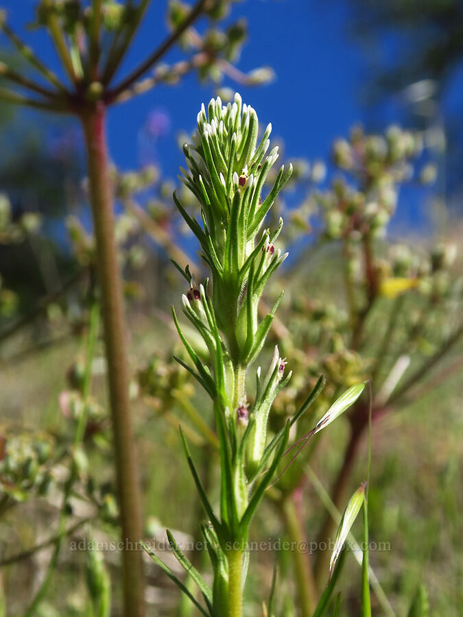 narrow-leaf paintbrush (valley tassels) (Castilleja attenuata (Orthocarpus attenuatus)) [Condor Gulch Trail, Pinnacles National Park, San Benito County, California]
