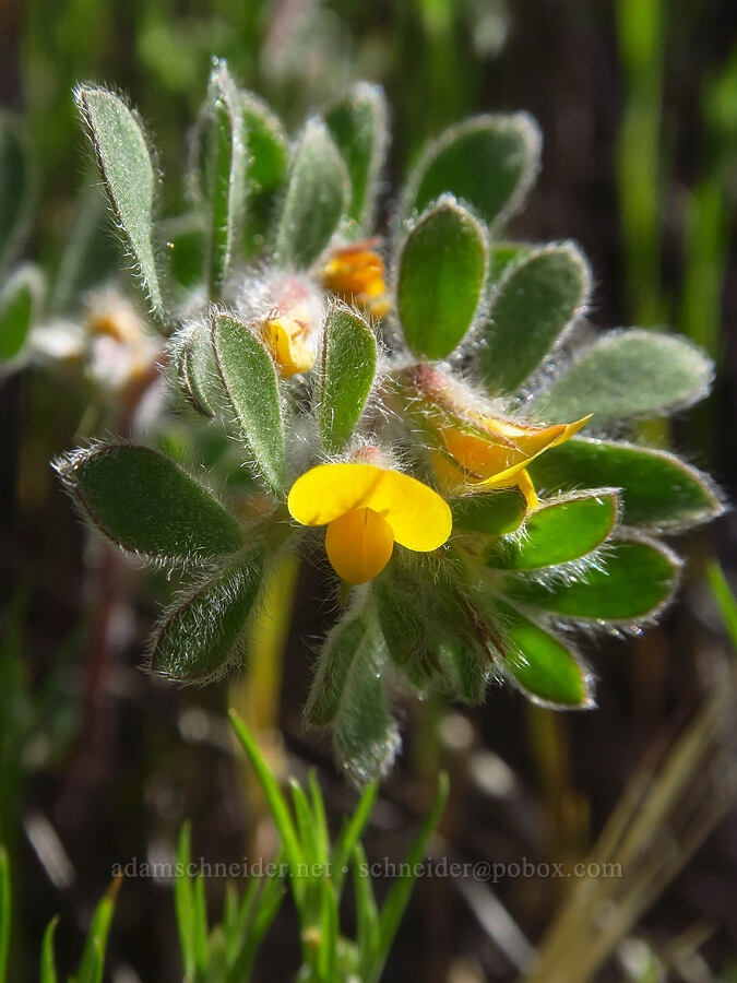 foothill deer-vetch (Acmispon brachycarpus (Lotus humistratus)) [Condor Gulch Trail, Pinnacles National Park, San Benito County, California]