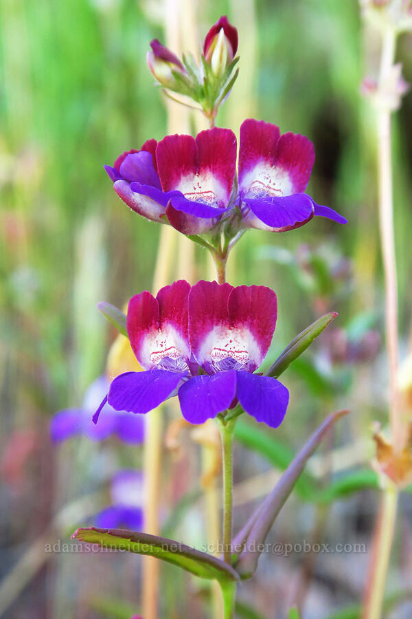 Chinese houses (Collinsia heterophylla) [Condor Gulch Trail, Pinnacles National Park, San Benito County, California]