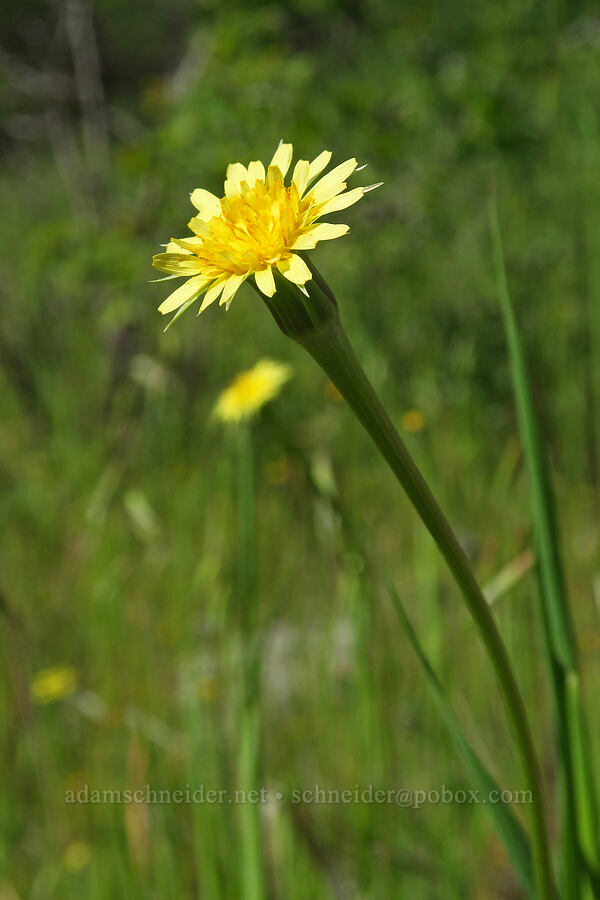 Lindley's silver-puffs (Uropappus lindleyi (Microseris lindleyi)) [Condor Gulch Trail, Pinnacles National Park, San Benito County, California]