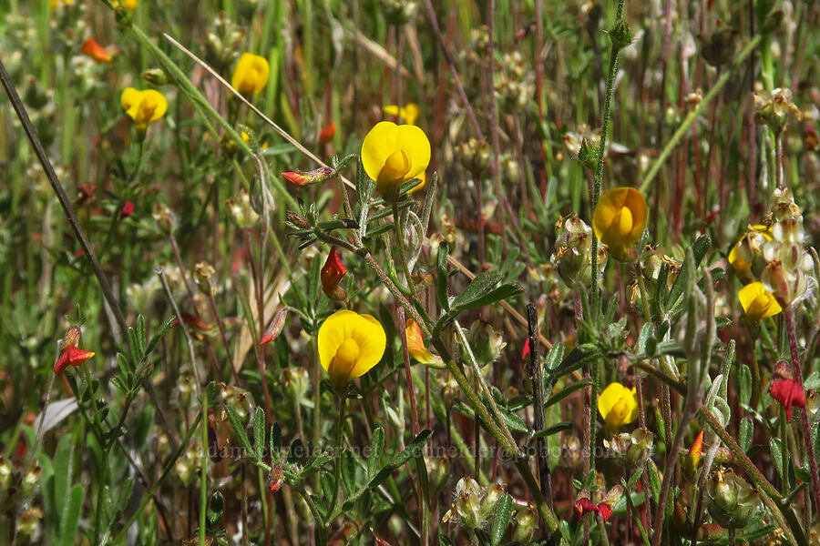 Bishop's lotus (Ottleya strigosa (Acmispon strigosus)) [Condor Gulch Trail, Pinnacles National Park, San Benito County, California]