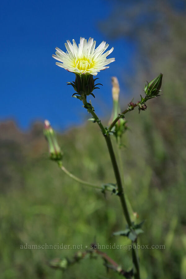 California chicory (Rafinesquia californica) [Condor Gulch Trail, Pinnacles National Park, San Benito County, California]