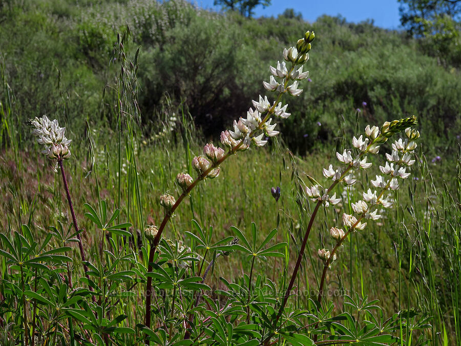 chick lupine (Lupinus microcarpus) [Condor Gulch Trail, Pinnacles National Park, San Benito County, California]