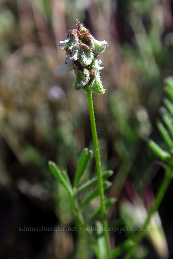 Gambel's dwarf milk-vetch (Astragalus gambelianus) [Condor Gulch Trail, Pinnacles National Park, San Benito County, California]