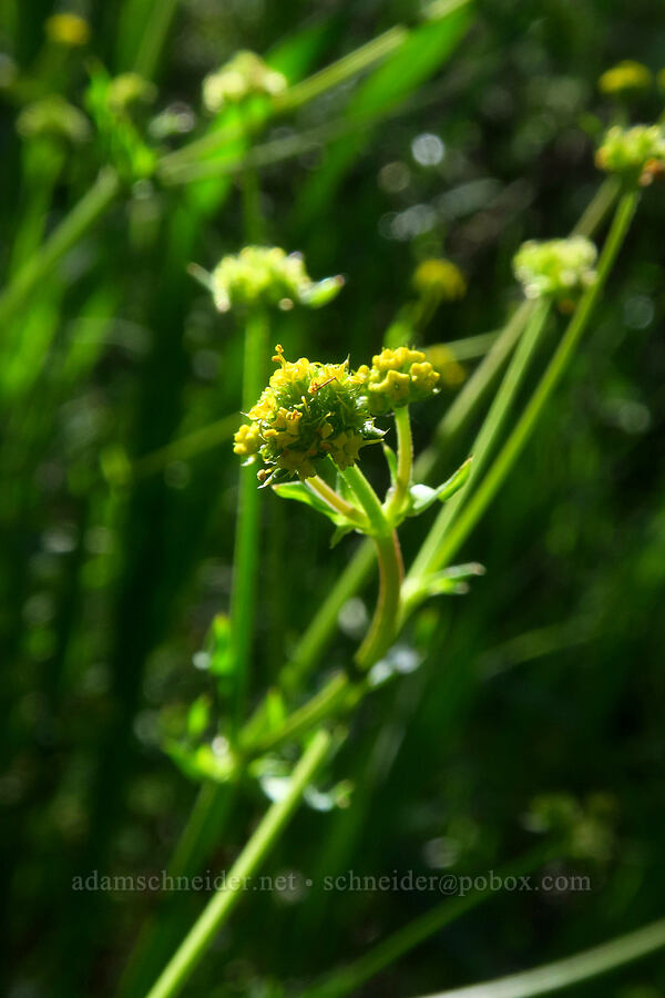 Pacific snakeroot (Sanicula crassicaulis) [Condor Gulch Trail, Pinnacles National Park, San Benito County, California]