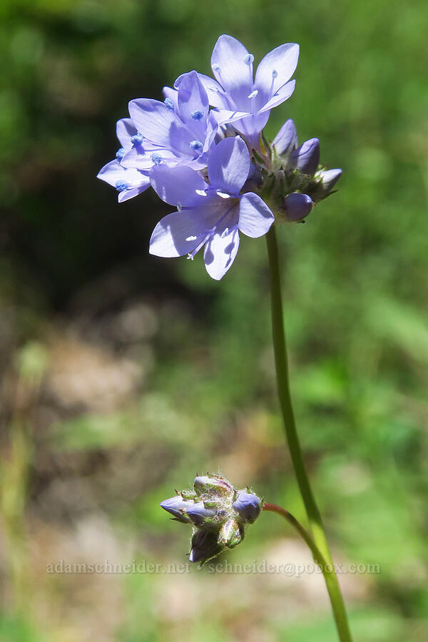 California gilia (Gilia achilleifolia ssp. achilleifolia) [Condor Gulch Trail, Pinnacles National Park, San Benito County, California]
