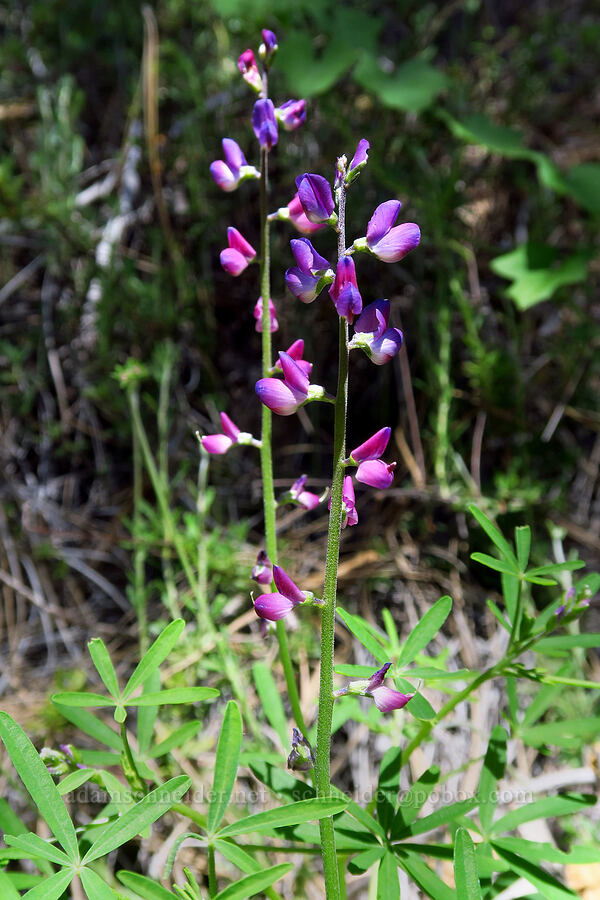 blunt-leaf lupine (Lupinus truncatus) [Condor Gulch Trail, Pinnacles National Park, San Benito County, California]