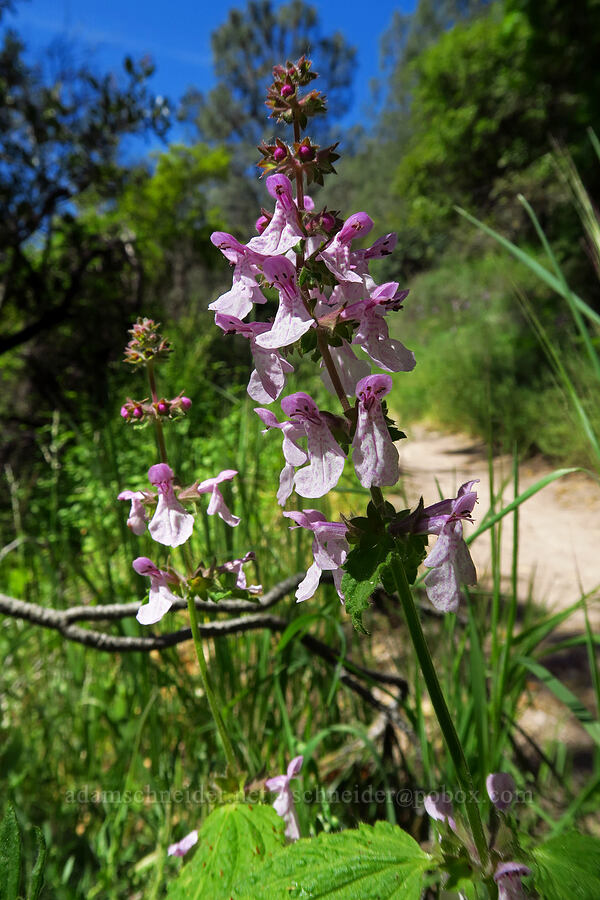 southern hedge-nettle (Stachys bullata) [Condor Gulch Trail, Pinnacles National Park, San Benito County, California]