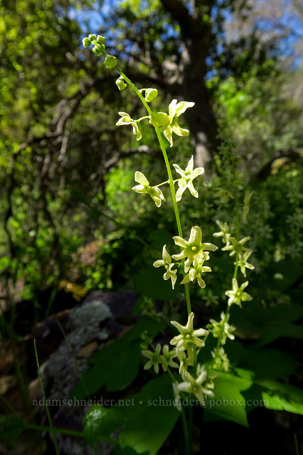 California manroot (Marah fabacea (Marah fabaceus)) [Condor Gulch Trail, Pinnacles National Park, San Benito County, California]