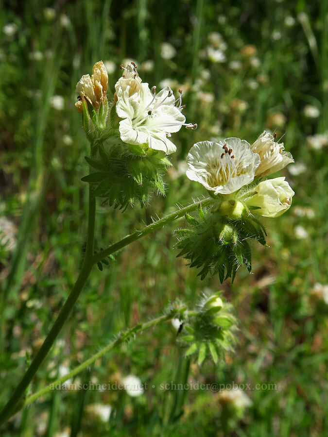 distant phacelia (Phacelia distans) [Condor Gulch Trail, Pinnacles National Park, San Benito County, California]
