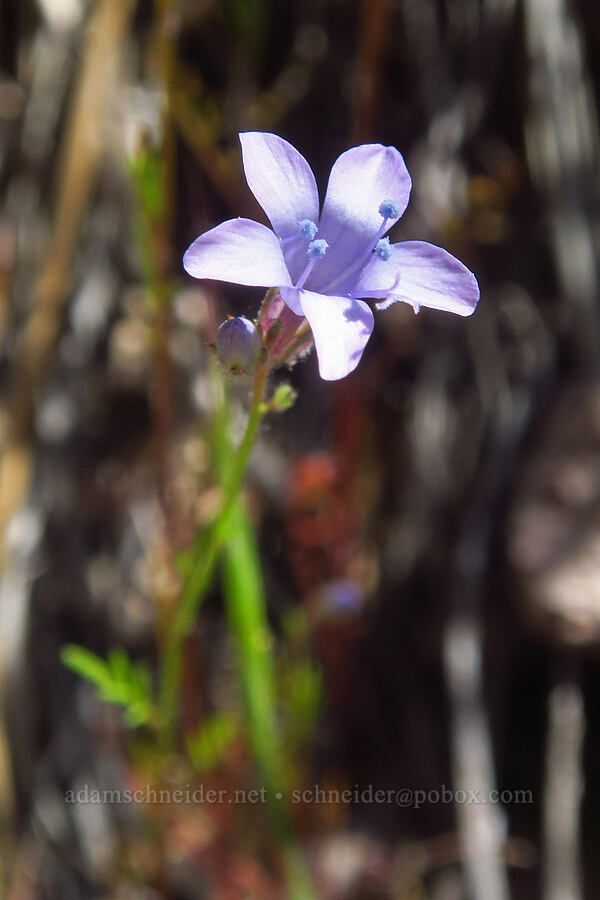many-stemmed gilia (Gilia achilleifolia ssp. multicaulis (Gilia multicaulis)) [Condor Gulch Trail, Pinnacles National Park, San Benito County, California]