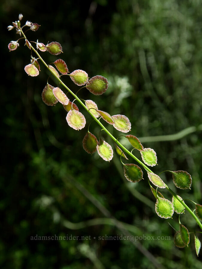 fringe-pod (Thysanocarpus sp.) [Condor Gulch Trail, Pinnacles National Park, San Benito County, California]