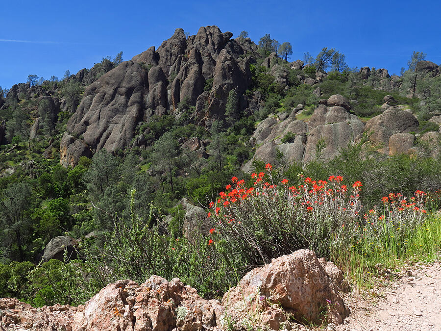woolly paintbrush & crags (Castilleja foliolosa) [Condor Gulch Trail, Pinnacles National Park, San Benito County, California]