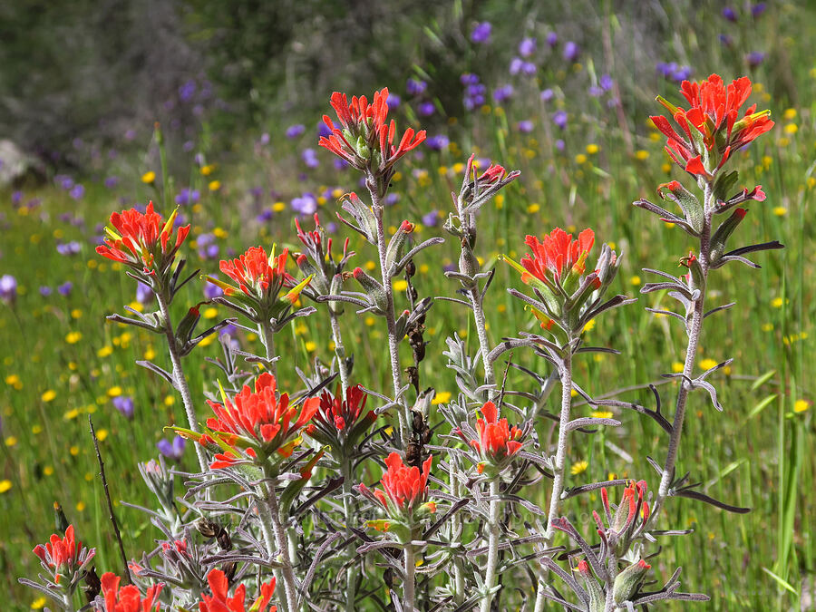 woolly paintbrush (Castilleja foliolosa) [Condor Gulch Trail, Pinnacles National Park, San Benito County, California]