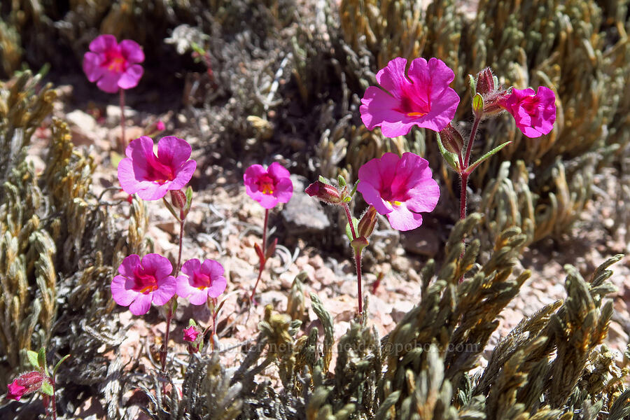 Fremont's monkeyflower (Diplacus fremontii (Mimulus fremontii)) [Condor Gulch Trail, Pinnacles National Park, San Benito County, California]