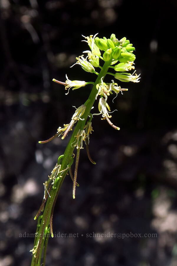 California mustard (Caulanthus lasiophyllus (Streptanthus lasiophyllus)) [Condor Gulch Trail, Pinnacles National Park, San Benito County, California]