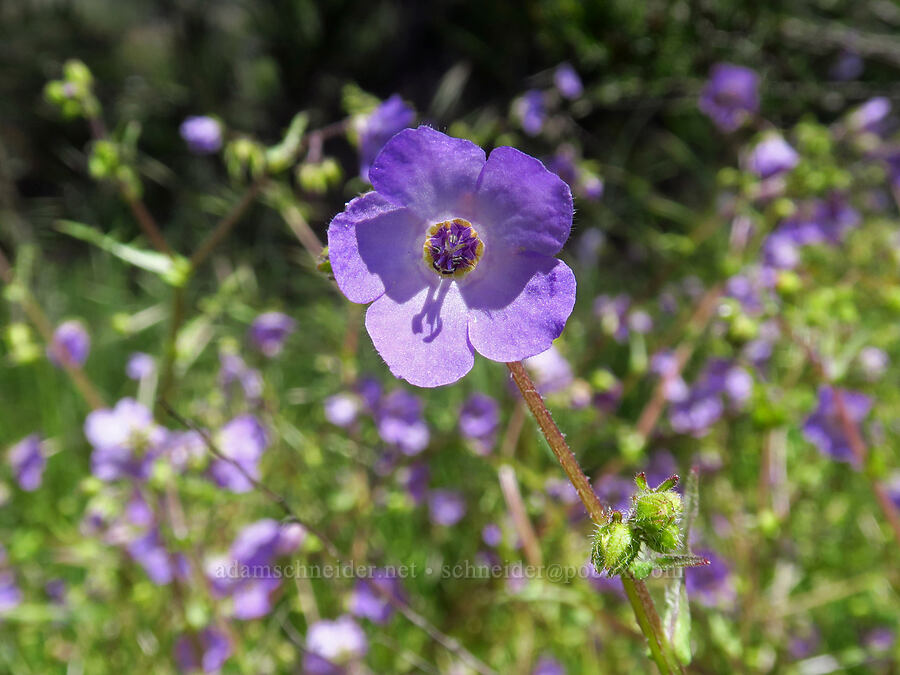 fiesta flowers (Pholistoma auritum) [Condor Gulch Overlook, Pinnacles National Park, San Benito County, California]
