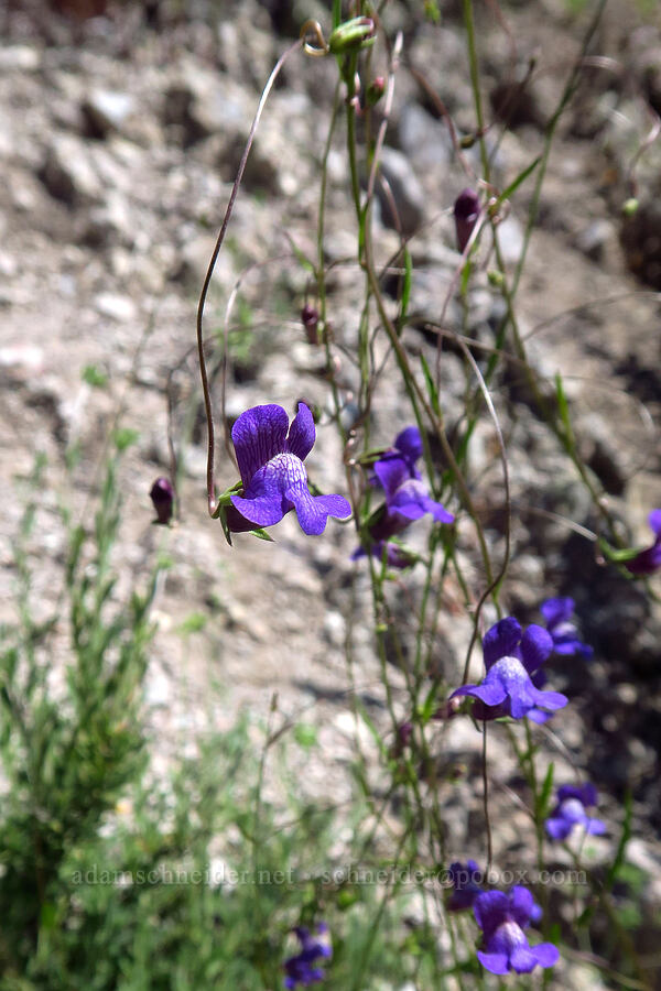 Kellogg's snapdragon (Antirrhinum kelloggii (Neogaerrhinum kelloggii)) [Condor Gulch Trail, Pinnacles National Park, San Benito County, California]