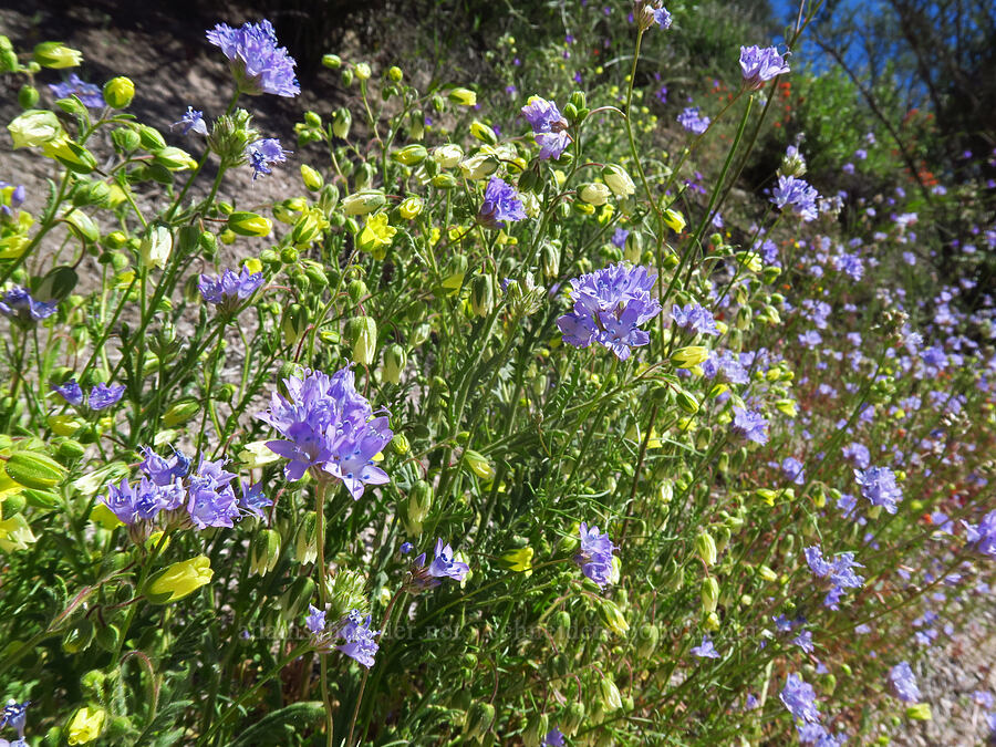 California gilia & whispering bells (Gilia achilleifolia ssp. achilleifolia, Emmenanthe penduliflora) [Condor Gulch Trail, Pinnacles National Park, San Benito County, California]