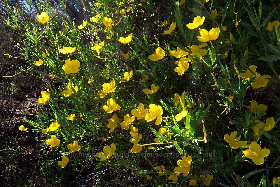 bush poppy (Dendromecon rigida) [Condor Gulch Trail, Pinnacles National Park, San Benito County, California]