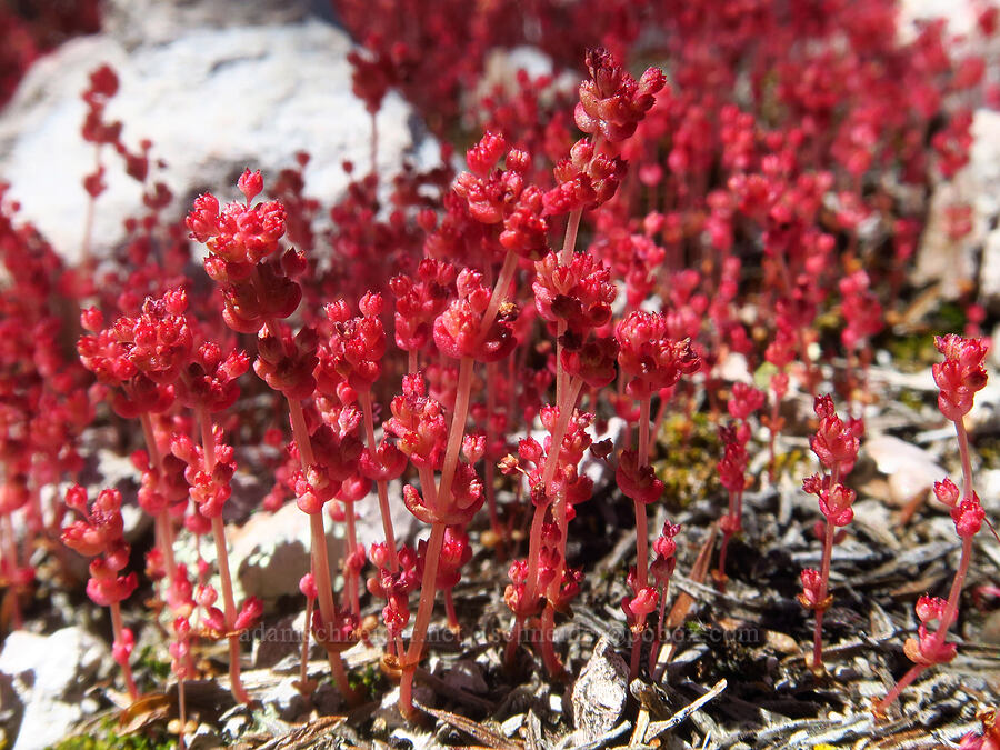 pygmy stonecrop (Crassula connata) [Condor Gulch Trail, Pinnacles National Park, San Benito County, California]