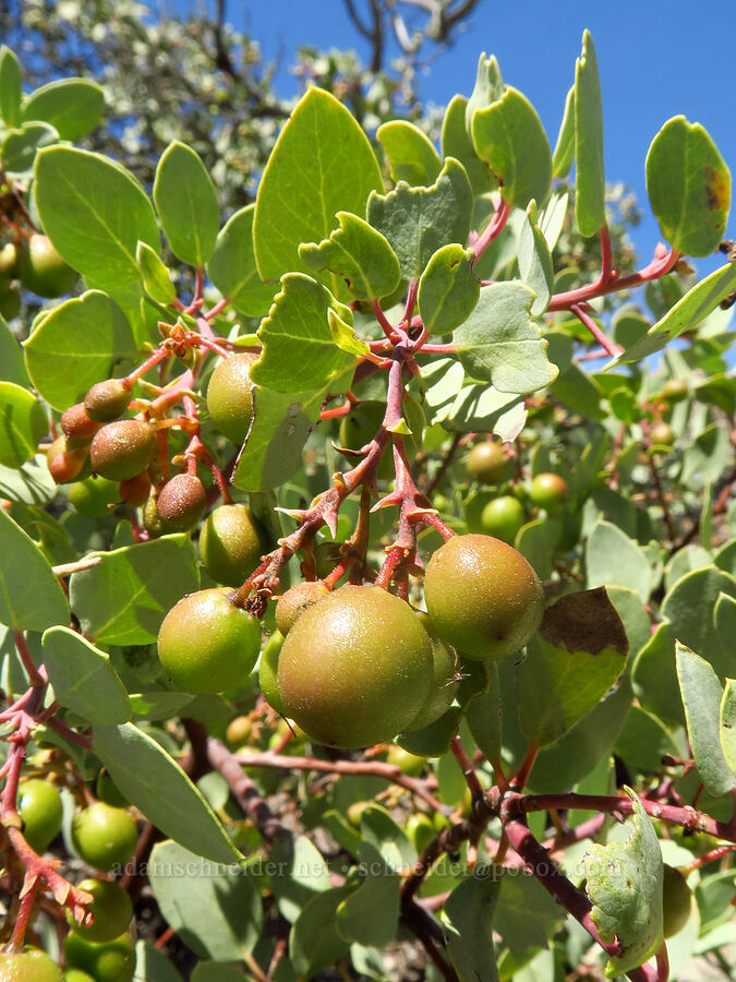 big-berry manzanita (Arctostaphylos glauca) [Condor Gulch Trail, Pinnacles National Park, San Benito County, California]