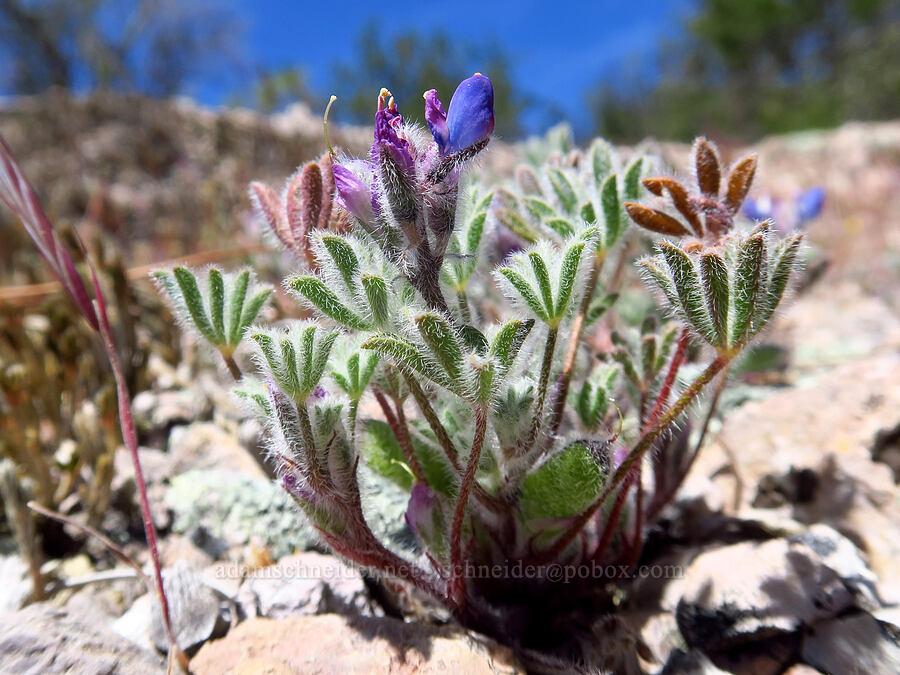 bajada lupine (Lupinus concinnus) [Condor Gulch Trail, Pinnacles National Park, San Benito County, California]