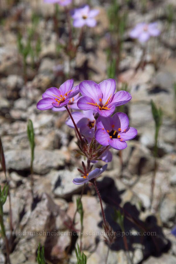variable linanthus (Leptosiphon parviflorus (Linanthus parviflorus)) [Condor Gulch Trail, Pinnacles National Park, San Benito County, California]