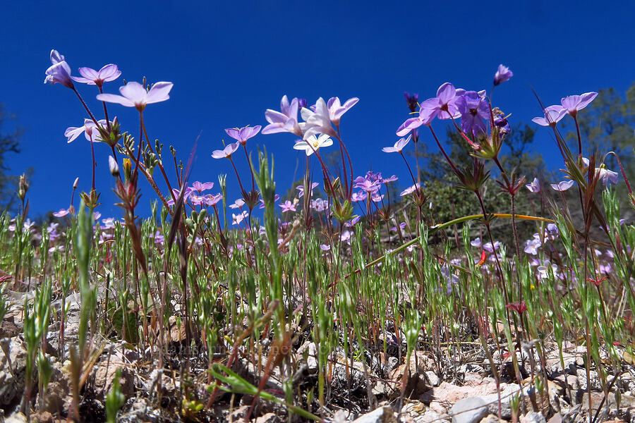 variable linanthus (Leptosiphon parviflorus (Linanthus parviflorus)) [Condor Gulch Trail, Pinnacles National Park, San Benito County, California]