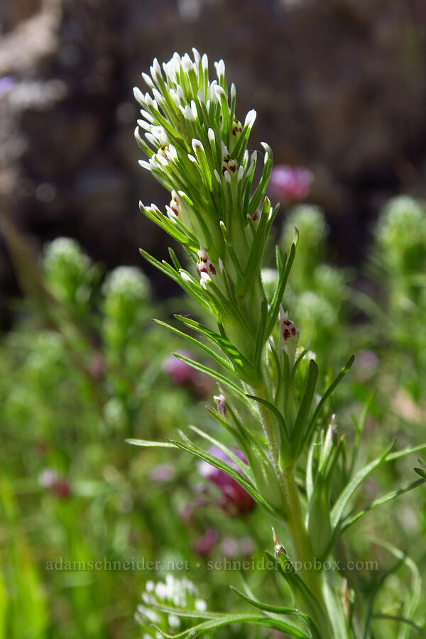 indeterminate paintbrush (Castilleja sp.) [Condor Gulch Trail, Pinnacles National Park, San Benito County, California]