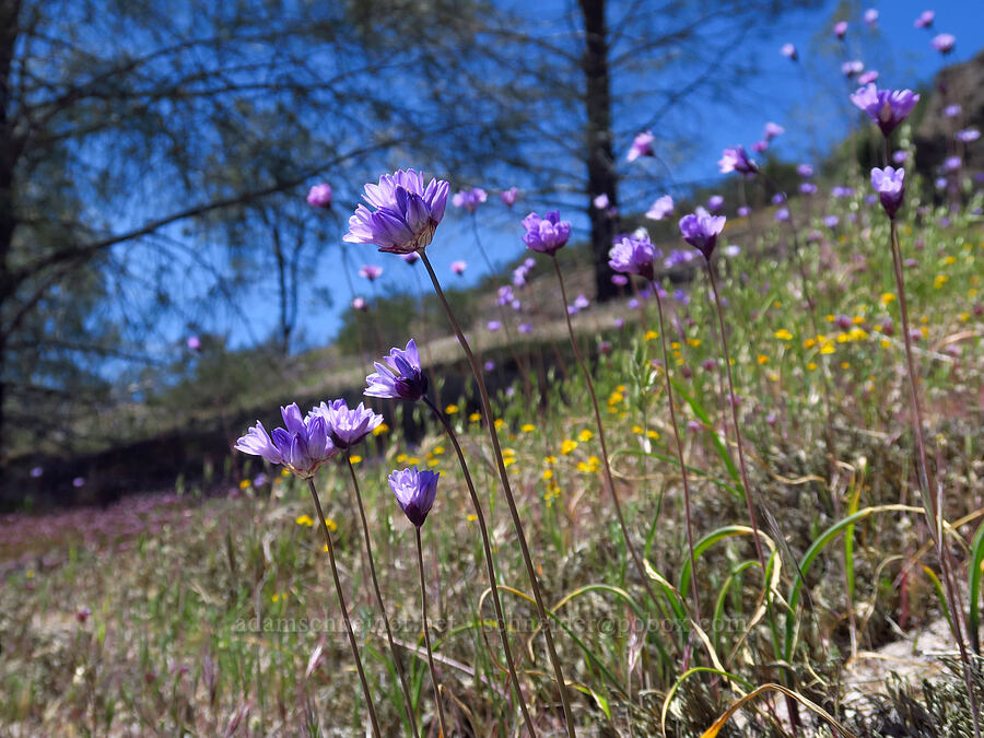 blue dicks (Dipterostemon capitatus (Dichelostemma capitatum)) [Condor Gulch Trail, Pinnacles National Park, San Benito County, California]