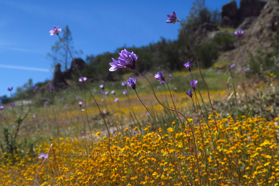 blue dicks & California goldfields (Dipterostemon capitatus (Dichelostemma capitatum), Lasthenia californica) [Condor Gulch Trail, Pinnacles National Park, San Benito County, California]